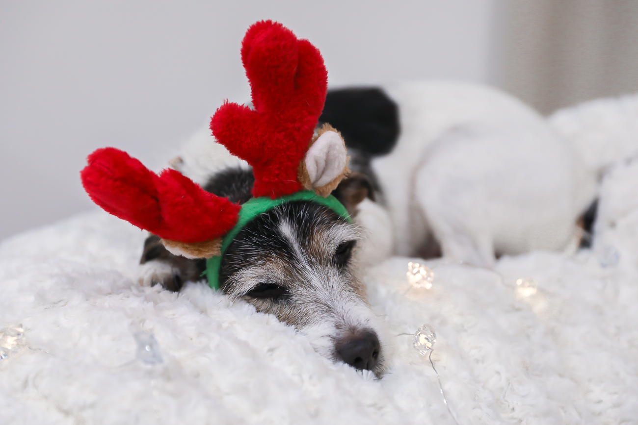 Jockey Cozy Chirstmas Pajamas King Of Christmas Flocked Tree Lovesac Bean bag White Christmas Laura Beverlin (5 of 22)